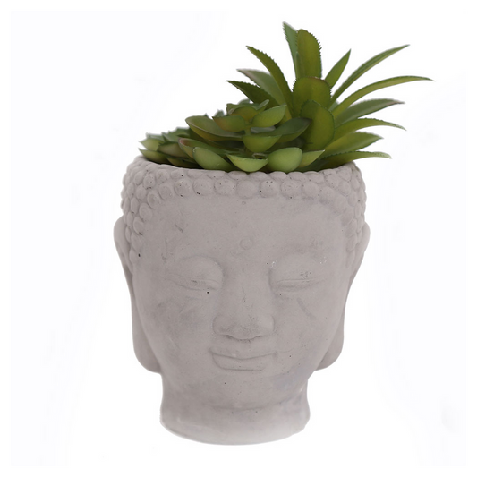 20cm Buddha Head Succulent